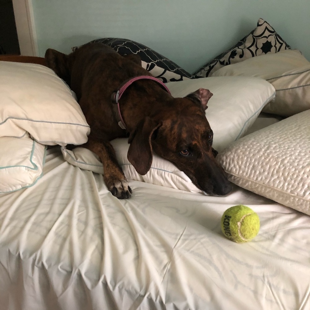 Meet your Posher, Brian